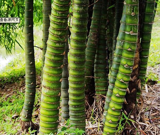 竹子的種類(lèi)